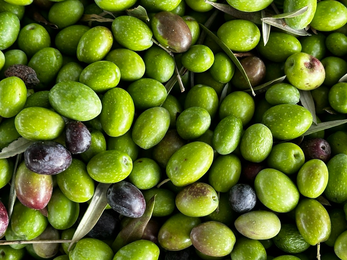 L’importance de l’origine dans l’huile d’olive premium